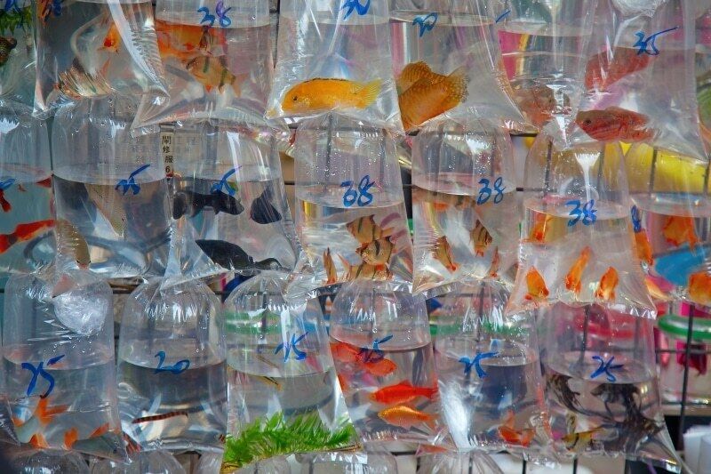 pet store.jpg